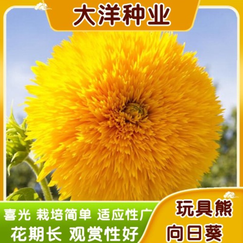 玩具熊向日葵种子春季盆栽花卉种籽重瓣矮生四季花海景观植物