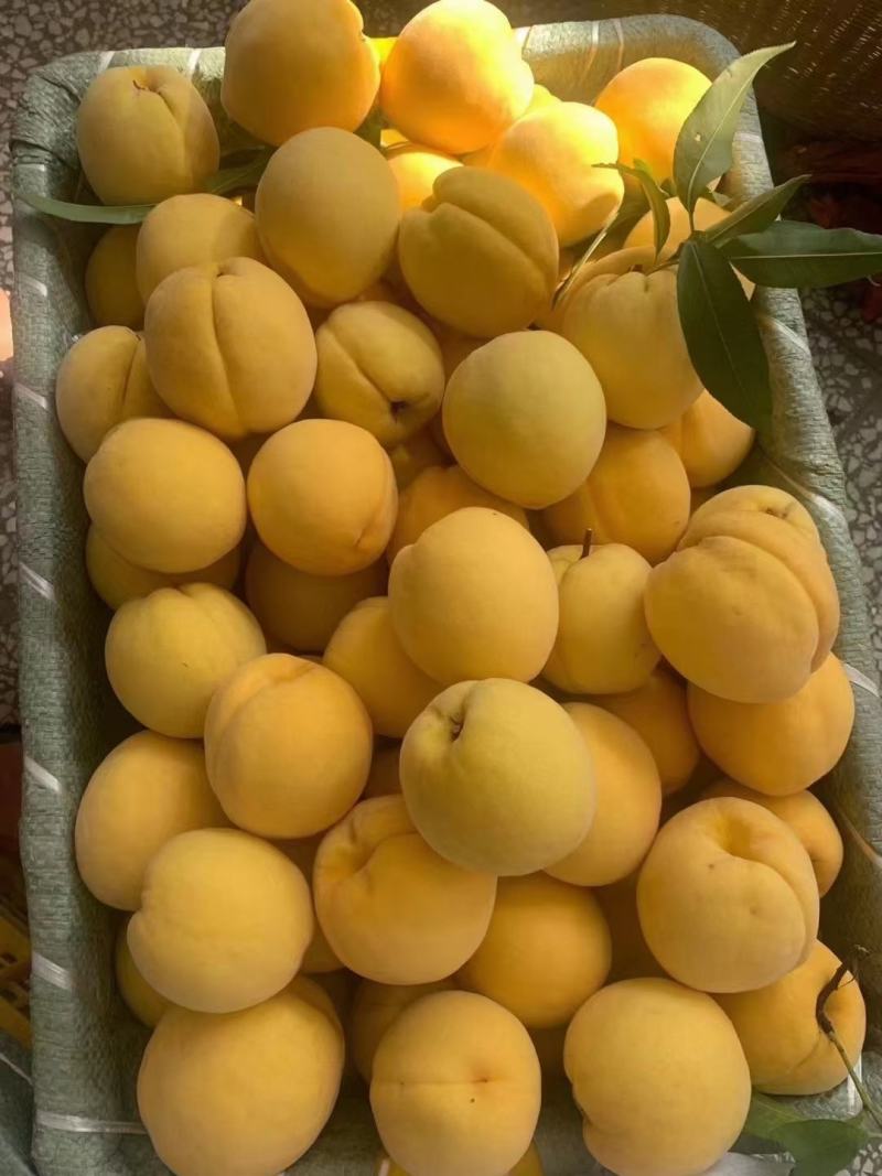 炎陵锦绣黄桃
