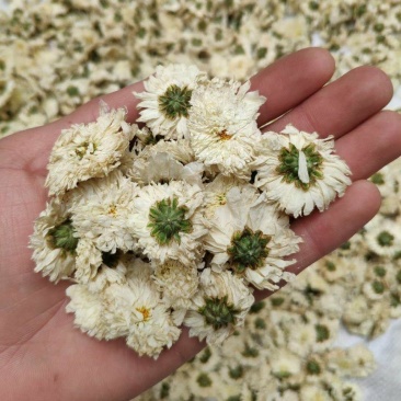 菊花茶黄山贡菊花茶白菊花七月菊散装菊花茶太阳菊茶