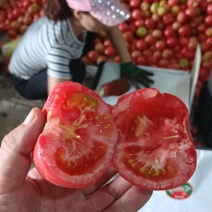 甘肃景泰硬粉西红柿对接美团多多河马平台质量保证