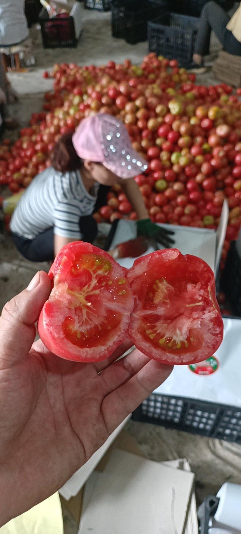 甘肃景泰硬粉西红柿对接美团多多河马平台质量保证