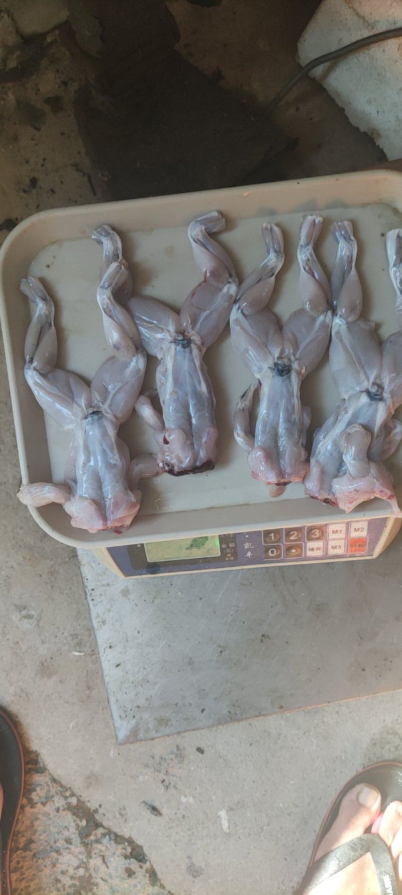 冰鲜蛙肉牛蛙现杀现发欢迎餐饮电商来下单