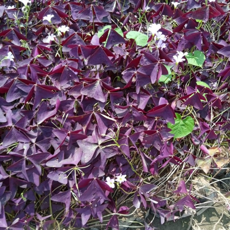 紫叶炸浆草裸根杯苗均有，易成活，无病虫害