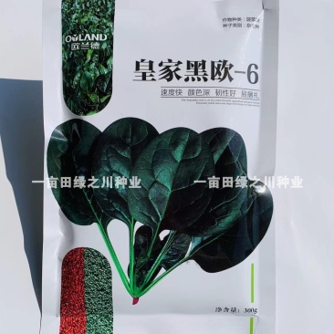 欧兰德一代杂交菠菜种子春秋越冬种植大叶菠菜种子耐寒
