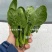 欧兰德一代杂交菠菜种子春秋越冬种植大叶菠菜种子耐寒