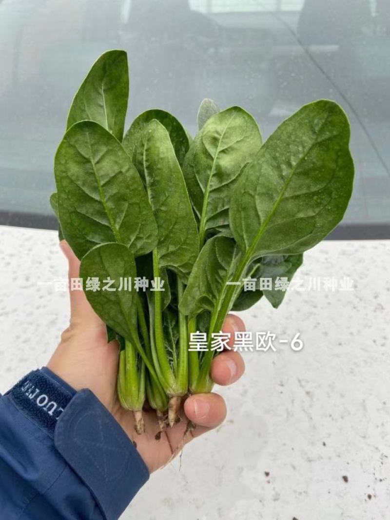 欧兰德一代杂交菠菜种子春秋越冬种植大叶菠菜种子耐寒