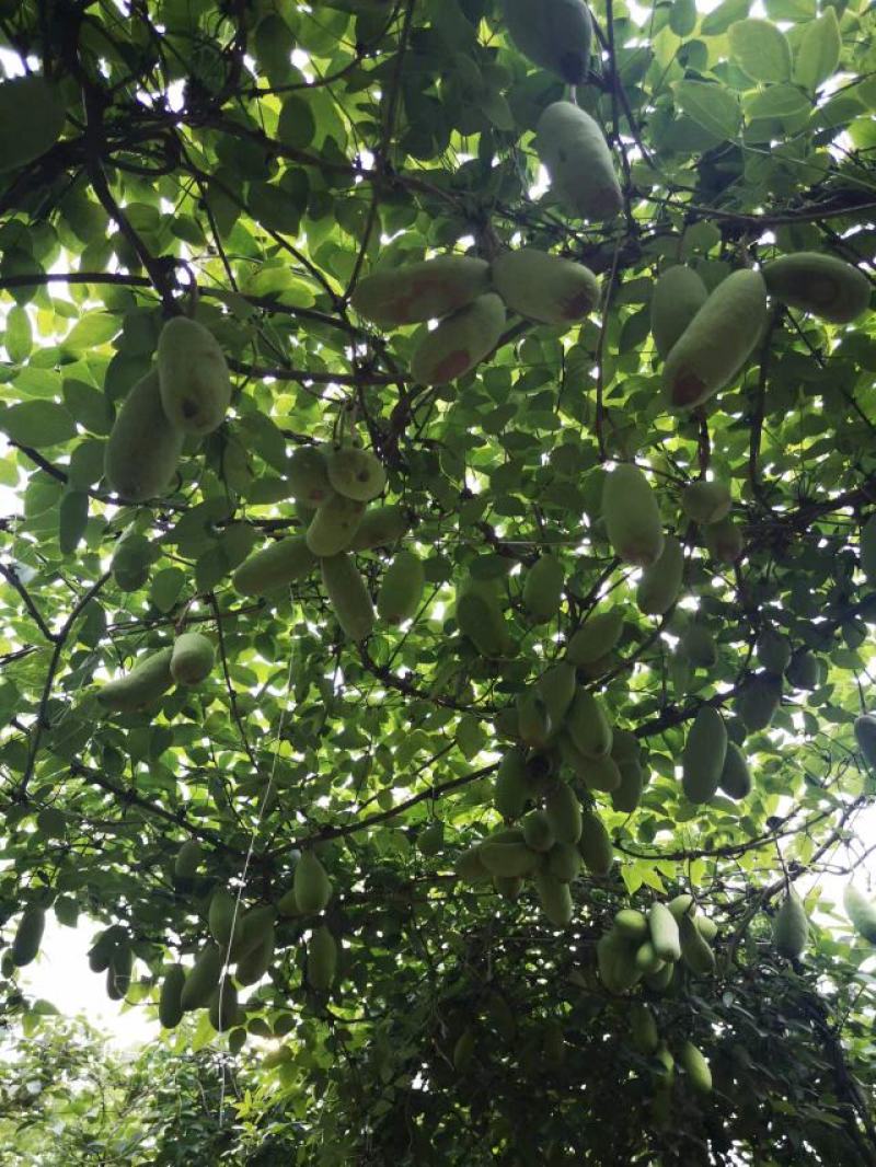 八月瓜青果，干片，价格好说，出一部分以后剩下的留着卖水果