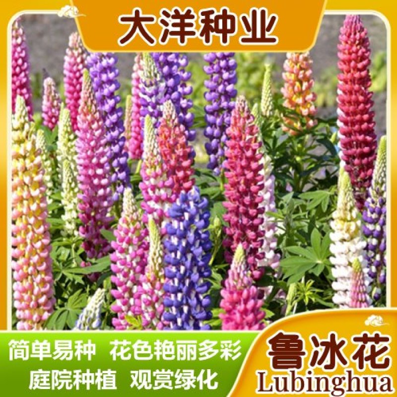 鲁冰花种子羽扇豆四季易种庭院阳台多年生宿根花卉包邮