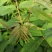 露地香椿芽价格，红油香椿芽大棚红油香椿芽及树苗