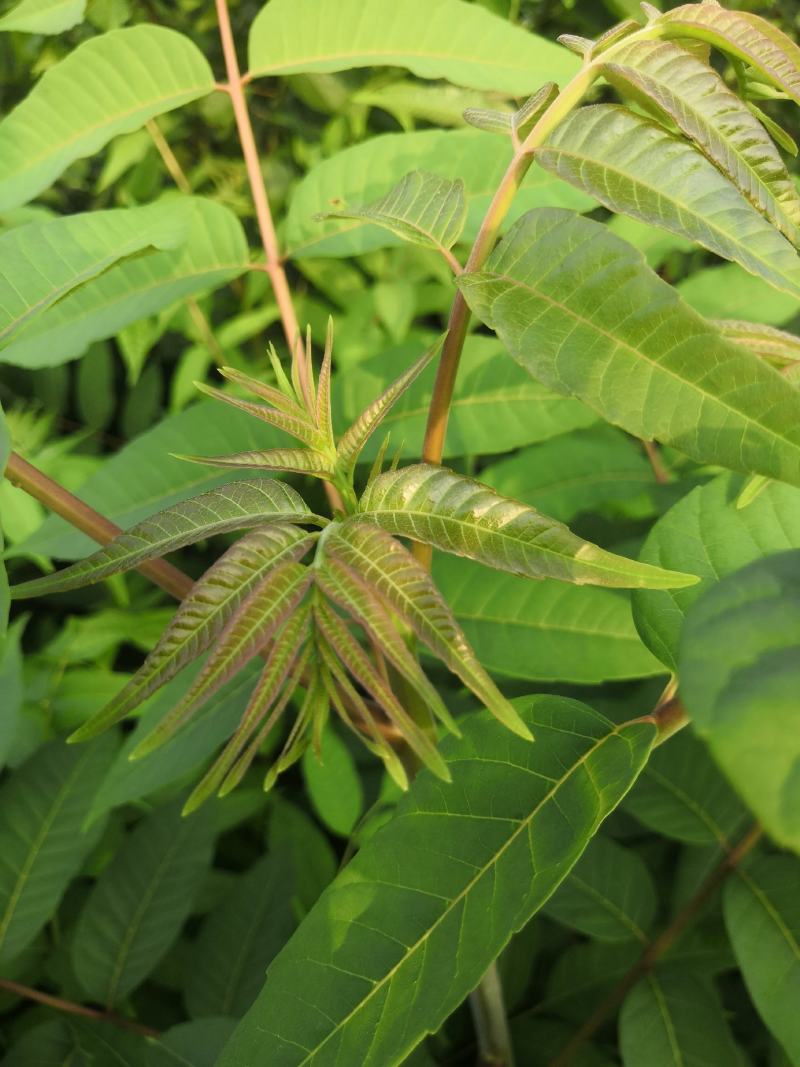 露地香椿芽价格，红油香椿芽大棚红油香椿芽及树苗