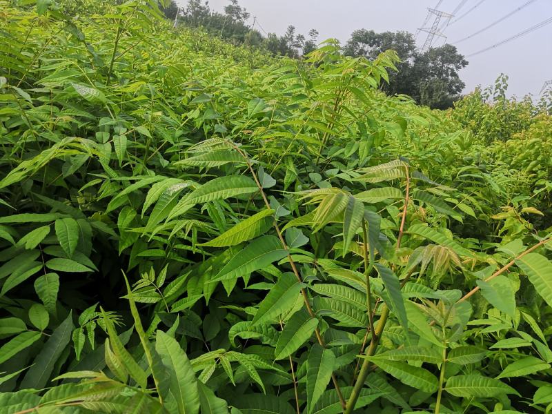 露地香椿芽价格，红油香椿芽大棚红油香椿芽及树苗
