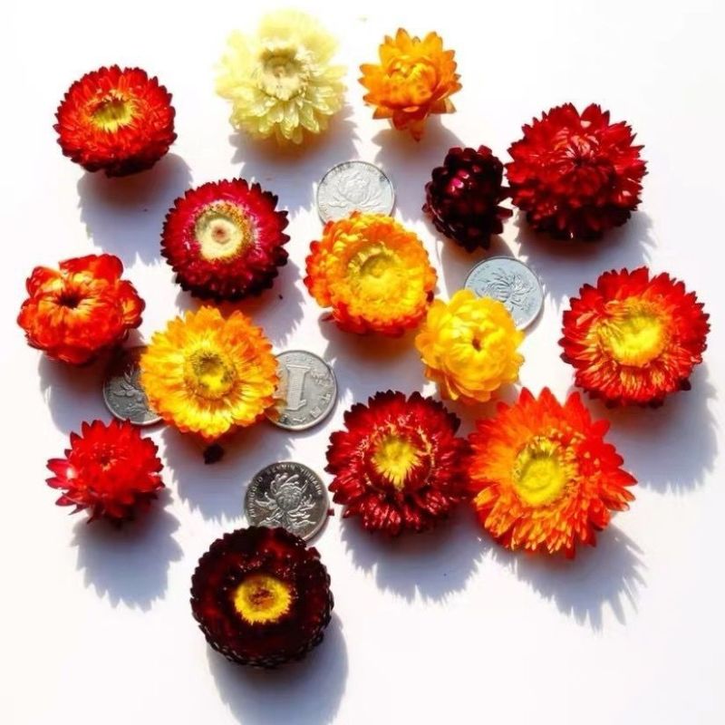 西藏七彩菊花茶七彩菊干花彩色菊藏菊花太阳菊非特级野生七彩