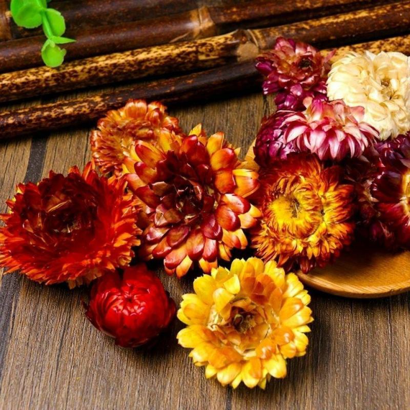 西藏七彩菊花茶七彩菊干花彩色菊藏菊花太阳菊非特级野生七彩