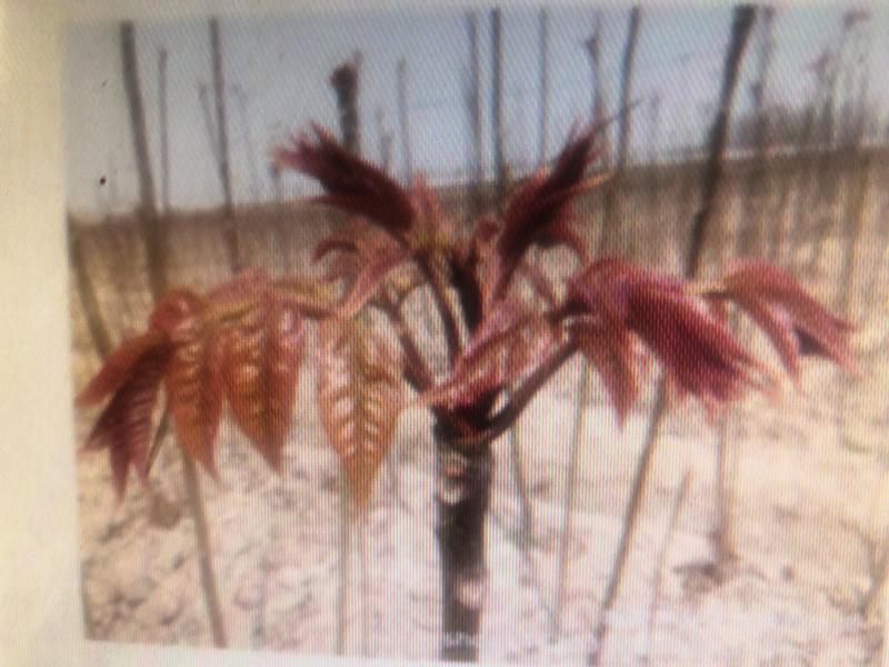 露地香椿芽价格，红油香椿芽大棚红油香椿芽及树苗