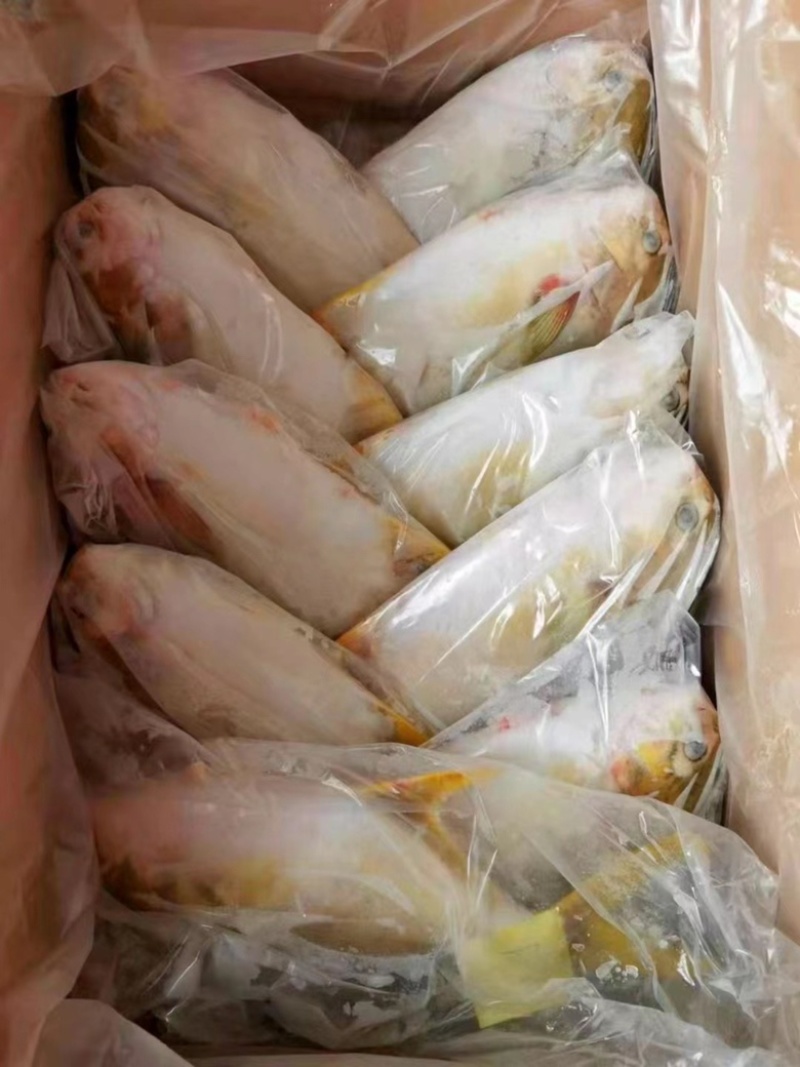 金鲳鱼平鱼海鱼金昌鱼无冰鲳鱼肉鲳鱼富贵鲳黄鲳鱼