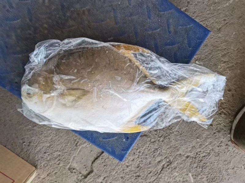 金鲳鱼平鱼海鱼金昌鱼无冰鲳鱼肉鲳鱼富贵鲳黄鲳鱼