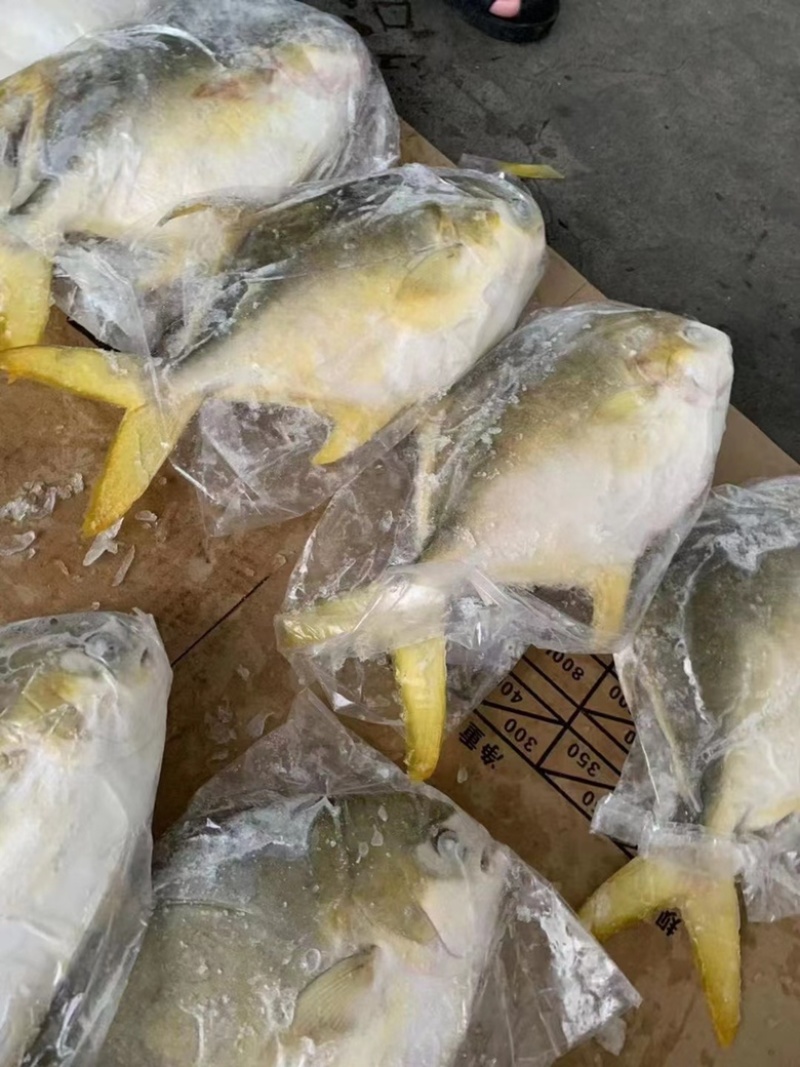 金鲳鱼平鱼海鱼金昌鱼无冰鲳鱼肉鲳鱼富贵鲳黄鲳鱼