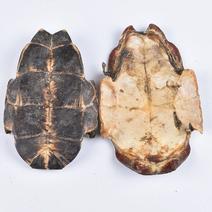 批发现货龟板乌龟壳血龟板规格齐全一件代发