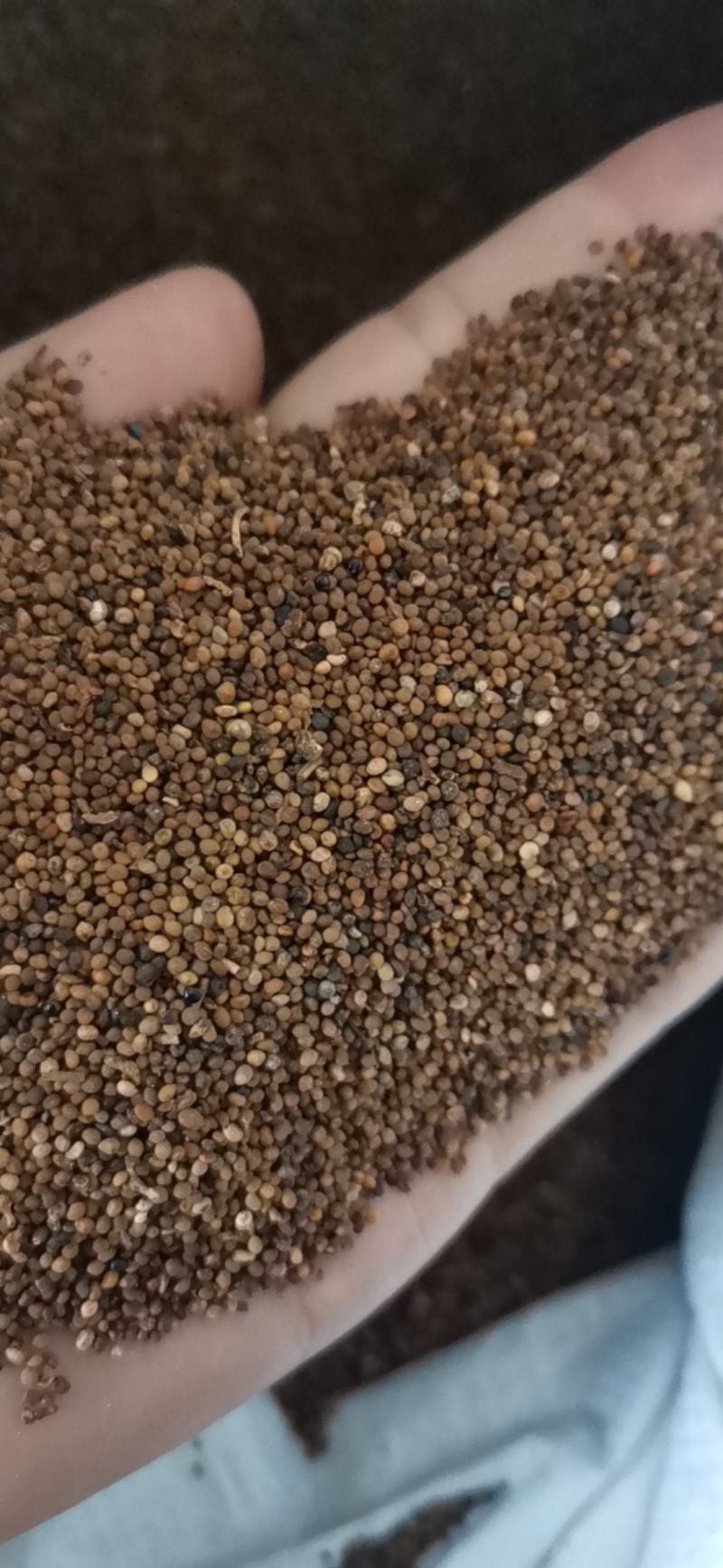 菟丝子产地内蒙无杂质量大从优