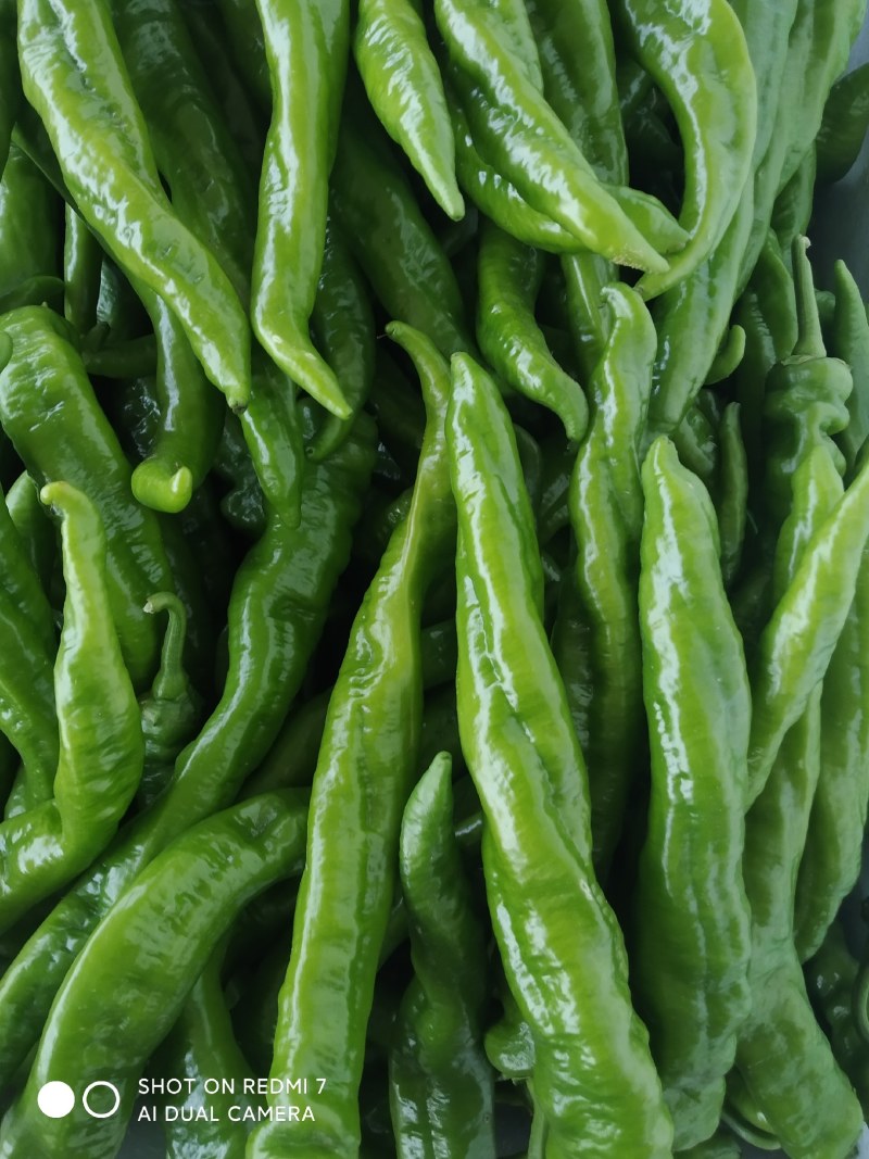 牛椒