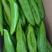 牛椒