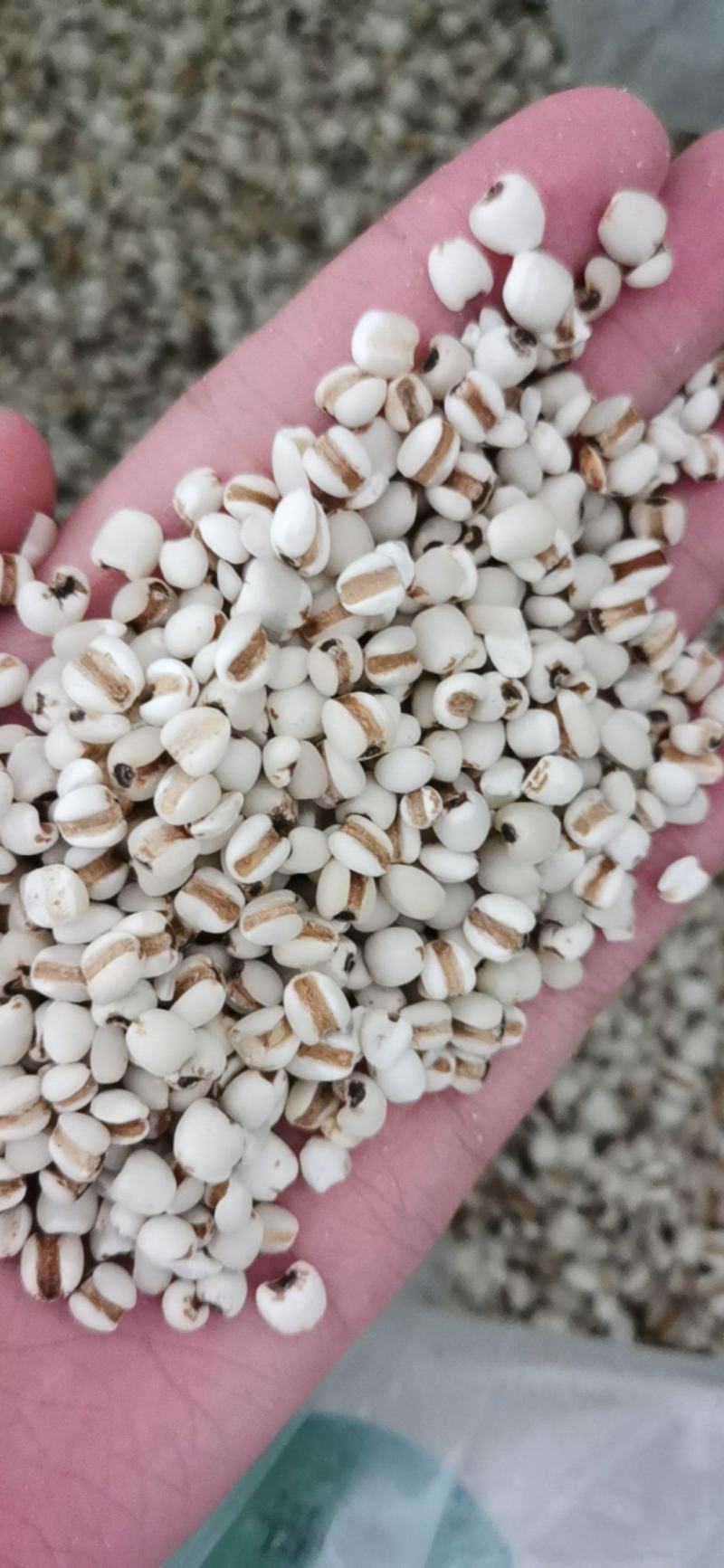 薏苡仁产地贵州中药材大全正品小薏苡仁大量批发