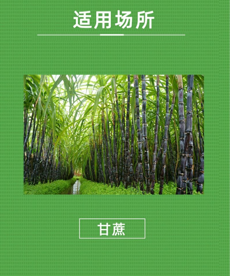 鲨草贪0.03%氯虫苯甲酰胺甘蔗田蔗螟杀虫剂农药