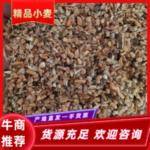 （小麦）山东精品小麦无土无沙保质保量量大从优