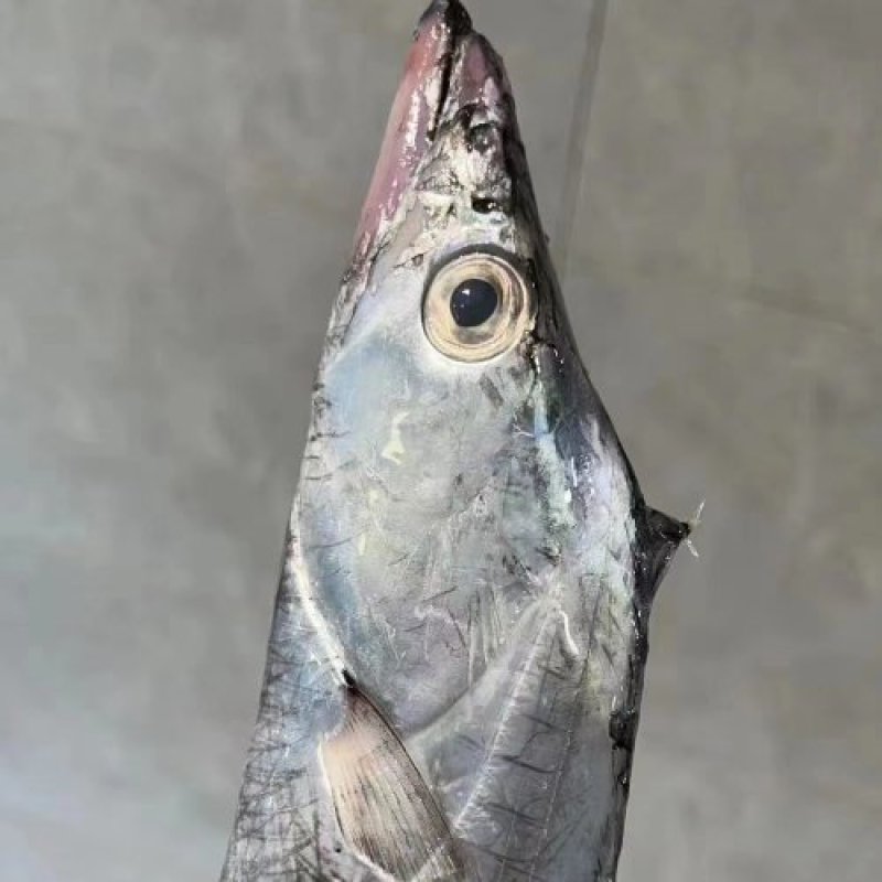 刀鱼