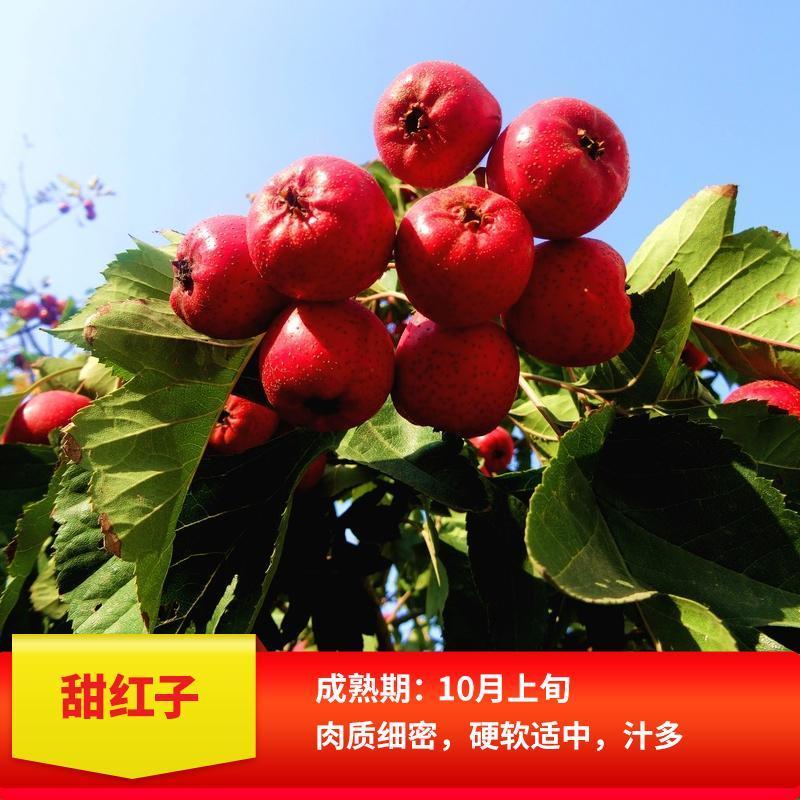 甜红子山楂苗嫁接南北方庭院种植抗寒酸甜特大山楂苗无籽山楂