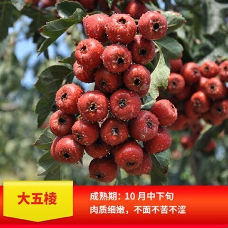 甜红子山楂苗嫁接南北方庭院种植抗寒酸甜特大山楂苗无籽山楂