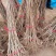 甜红子山楂苗嫁接南北方庭院种植抗寒酸甜特大山楂苗无籽山楂