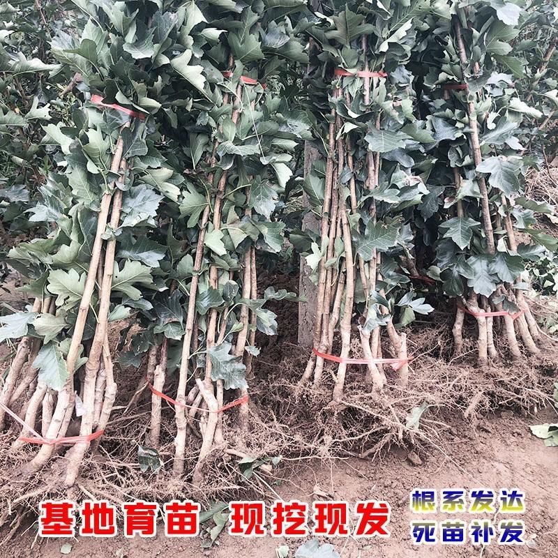 甜红子山楂苗嫁接南北方庭院种植抗寒酸甜特大山楂苗无籽山楂