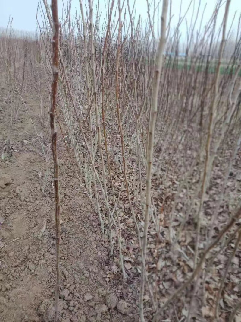 甜红子山楂苗嫁接南北方庭院种植抗寒酸甜特大山楂苗无籽山楂