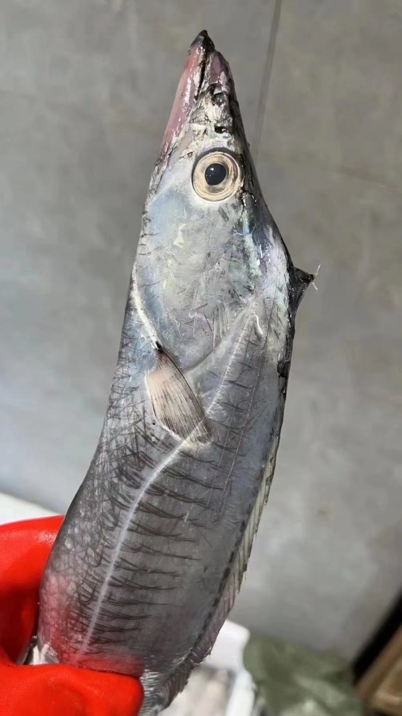 刀鱼