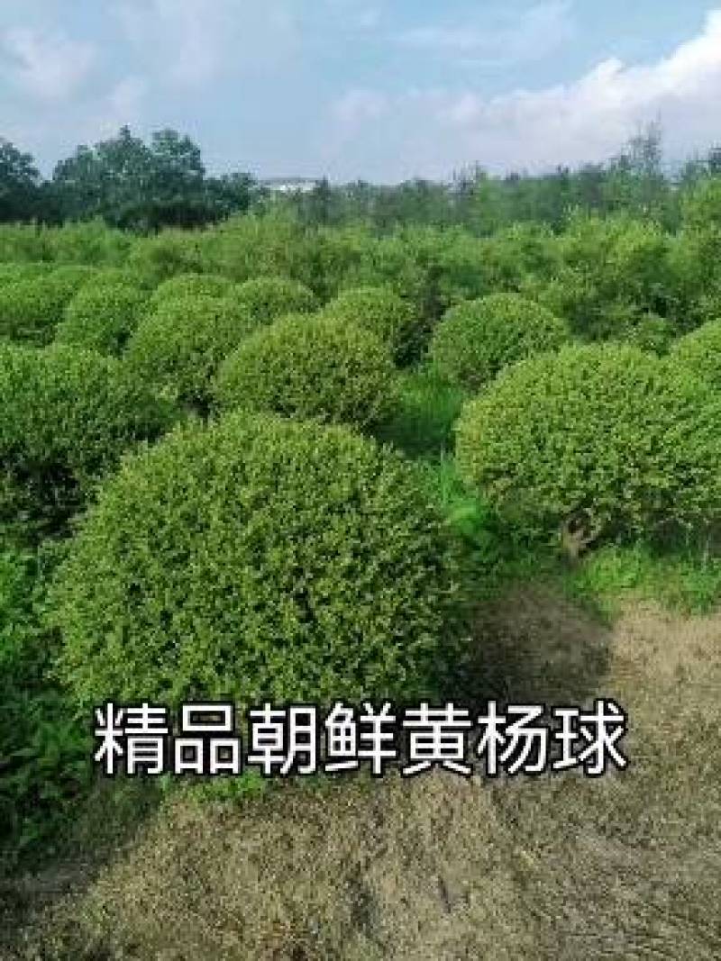 朝鲜黄杨球