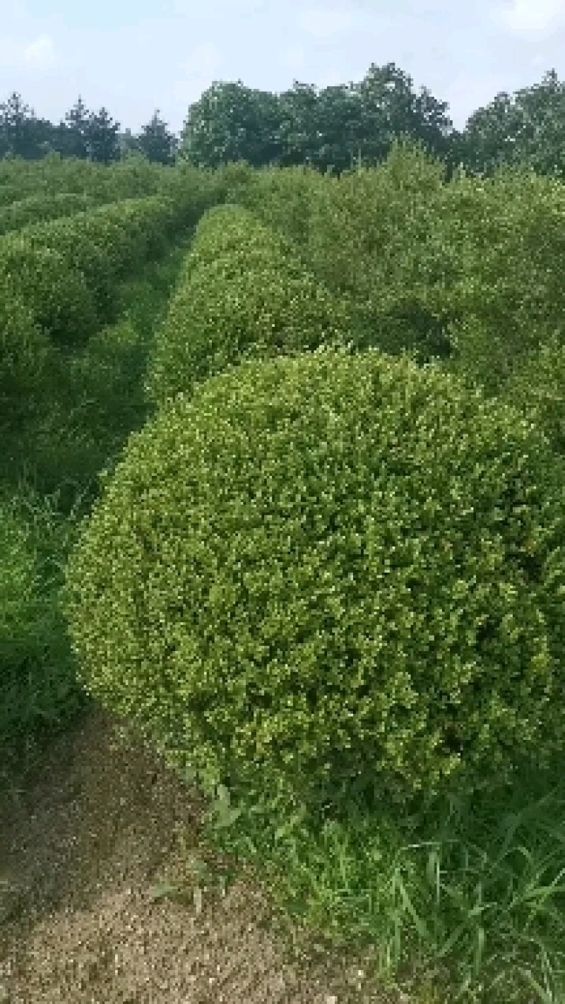 朝鲜黄杨球