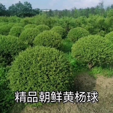 朝鲜黄杨球