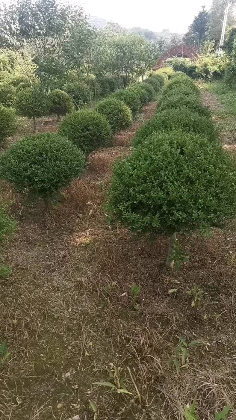 朝鲜黄杨球