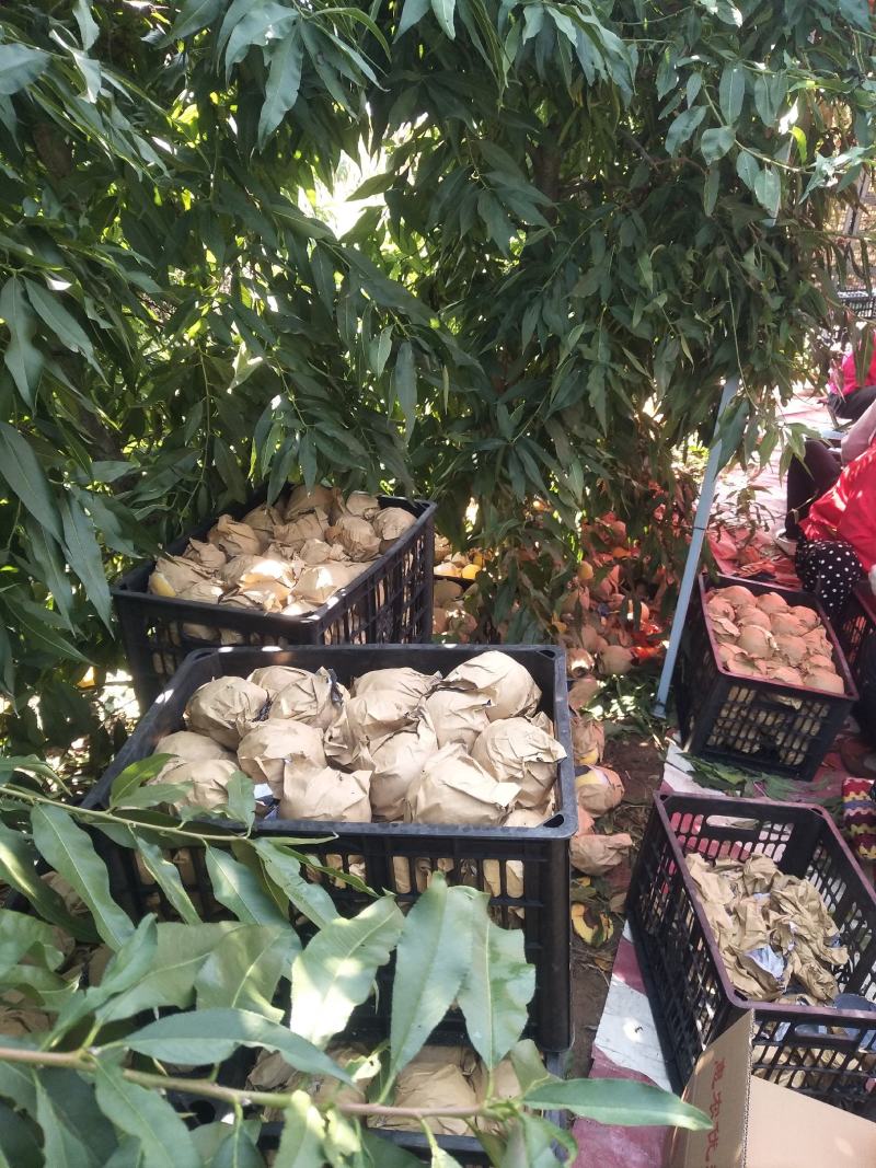陕西扶风锦绣黄桃现已经成熟糖度15左右，成熟度七八成，