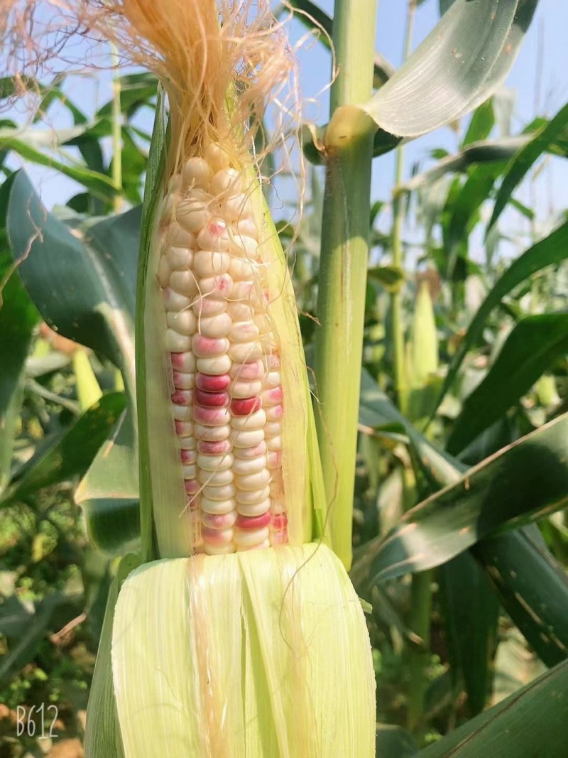 花糯玉米九三二大量供货诚信经营欢迎咨询