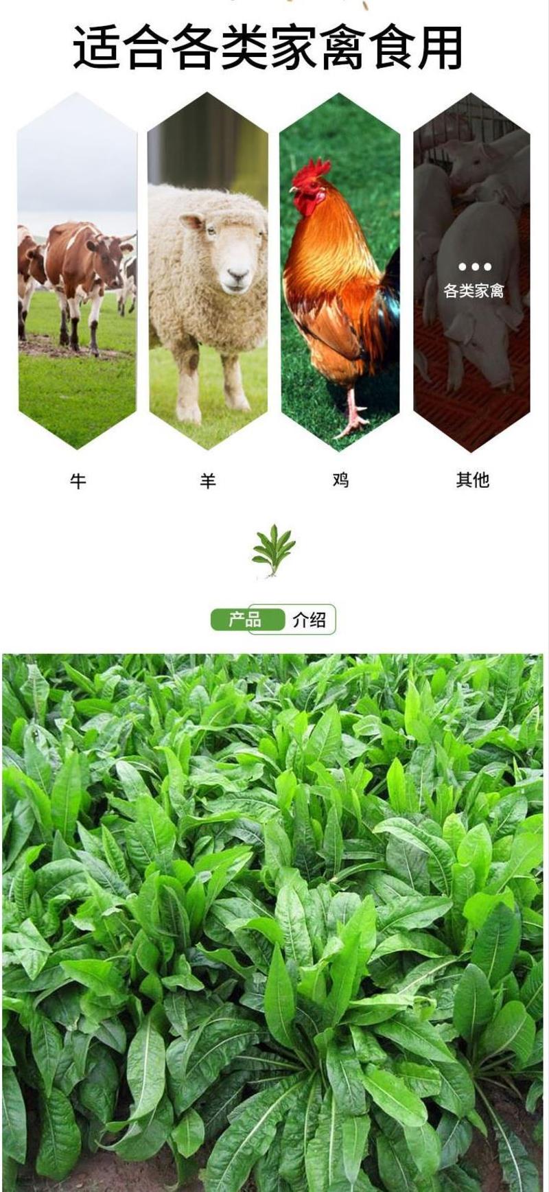 将军菊苣种子大叶菊苣种籽多年生四季牧草猪牛羊鸡鸭鹅鱼草籽
