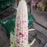 花糯玉米九三二大量供货诚信经营欢迎咨询