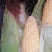 花糯玉米九三二大量供货诚信经营欢迎咨询