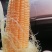 花糯玉米九三二大量供货诚信经营欢迎咨询