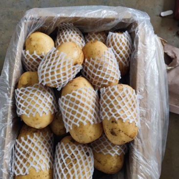 山东精品沃土土豆大量上市中黄皮黄心质量保证价格优惠