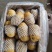 山东精品沃土土豆大量上市中黄皮黄心质量保证价格优惠