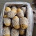 山东精品沃土土豆大量上市中黄皮黄心质量保证价格优惠
