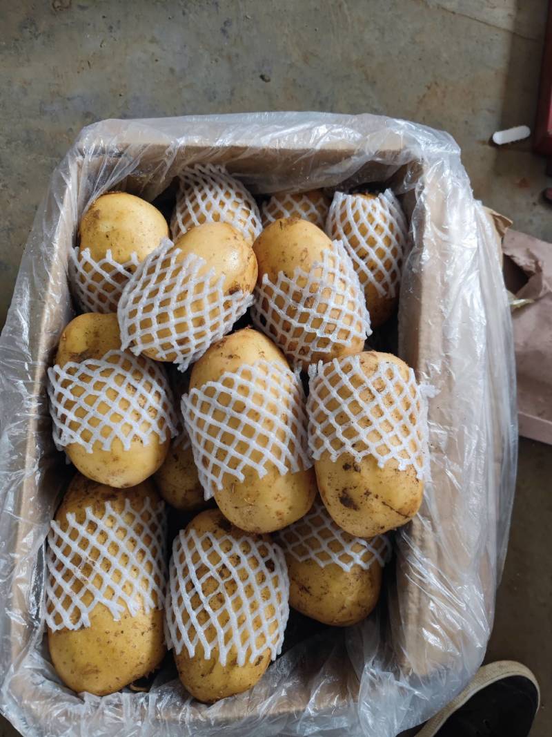 山东精品沃土土豆大量上市中黄皮黄心质量保证价格优惠
