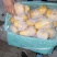 山东精品沃土土豆大量上市中黄皮黄心质量保证价格优惠